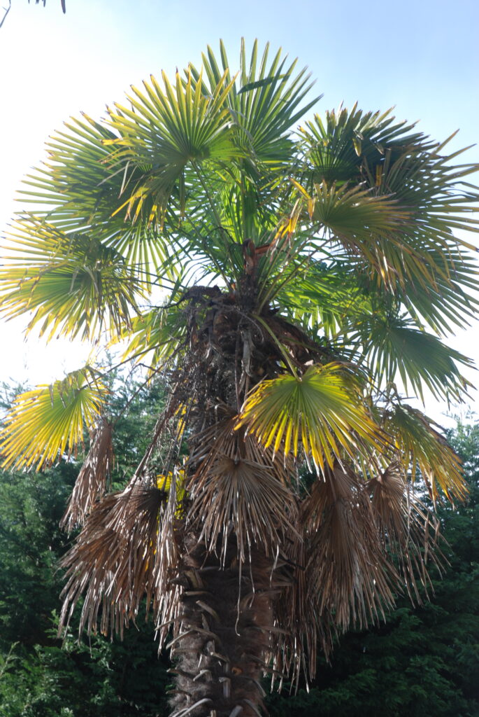 Palm Tree