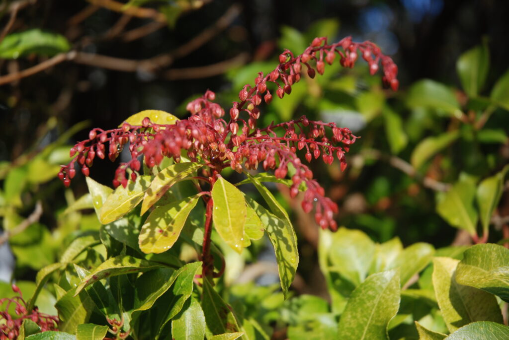 Pieris Japonica