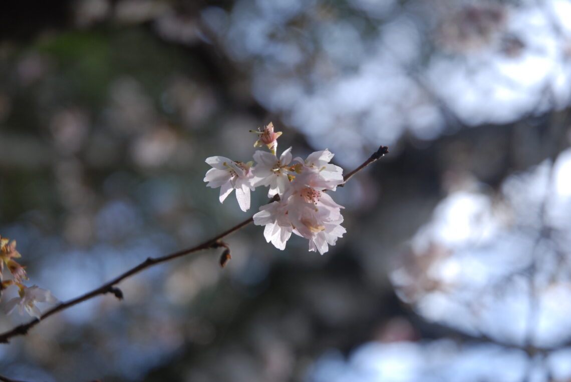 Cherry Blossom