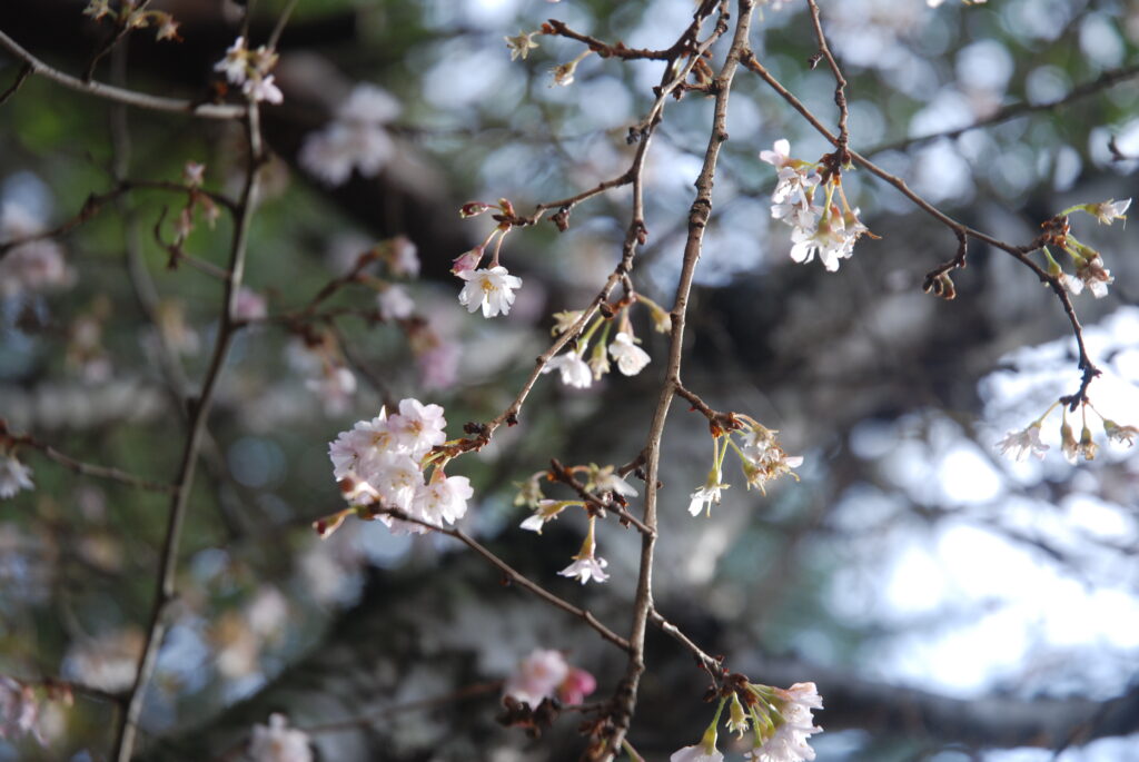 Cherry Blossoms