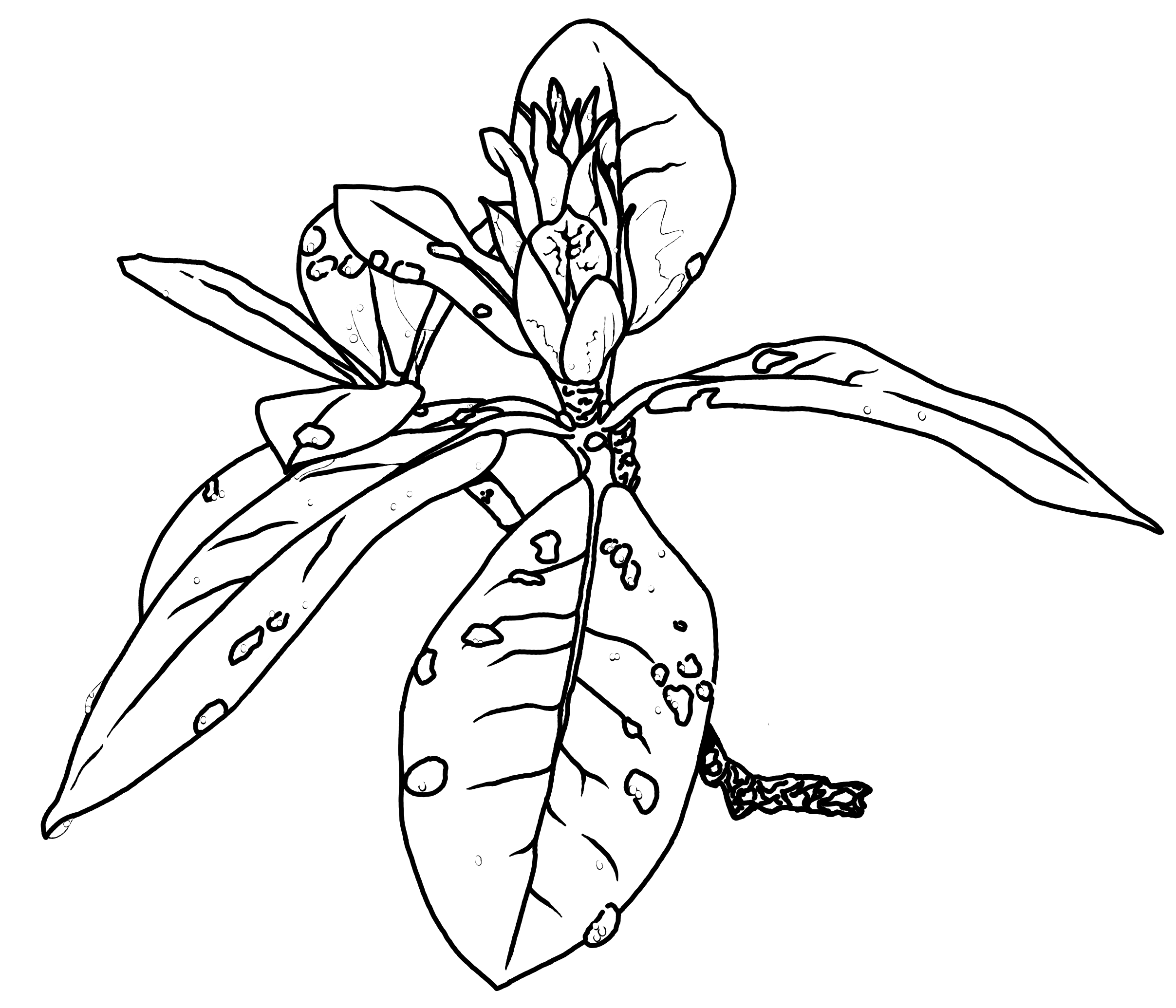 Line drawing of a not yet bloomed rodo